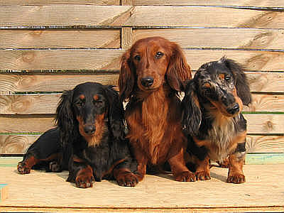 6 month old long haired dachshund