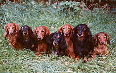 Amy, Nadine, Hannalotta, Klemens, Ops, Noah und Montana