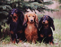 Noah, Amy, Nadine