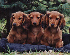 Flo, Farina, Freddy